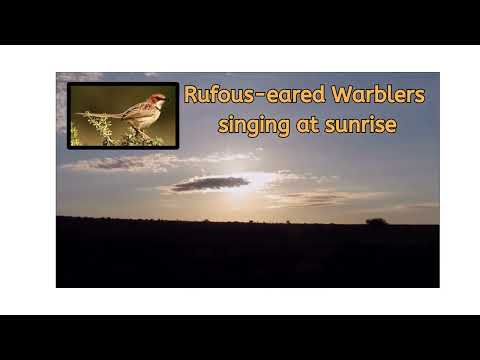 RUFOUS EARED WARBLERS Singing At Sunrise 