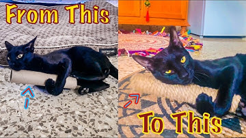 Really Easy DIY Toy Kicker You Can Make In Minutes!