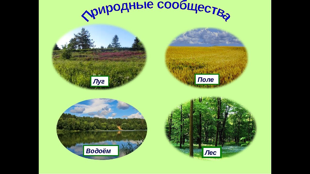 Какое природное сообщество россии. Природное сообщество лес. Изображение природных сообществ. Природное сообщество луг. Природное сообщество лес луг.