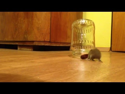 Video: Ako Trénovať Myš