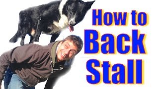 How to teach Your Dog To Stand on Your Back! (the back stall)