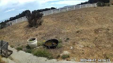 wyze outdoor camera - sound problem or s/w bug