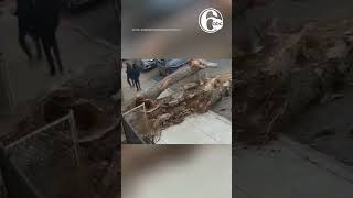 SHOCKING: Moment falling tree narrowly misses 3 people on sidewalk