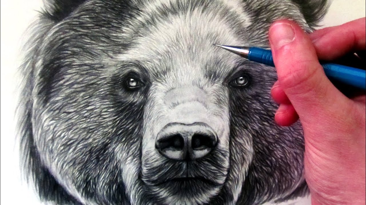 How to Draw a Bear - YouTube