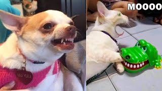 funny dog and  funny cat videos graciosos de animales perros graciosos y Gatos graciosos