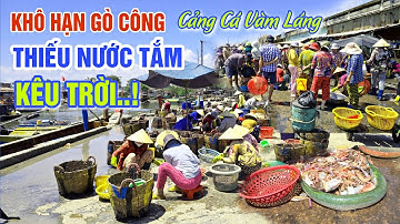 THÊ THẢM: KHÔ HẠN GÒ CÔNG THIẾU NƯỚC TẮM BÀ CON CHỢ CẢNG CÁ VÀM LÁNG KÊU TRỜI