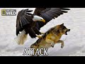 Bald Eagle Feeding Frenzy | United States of Animals