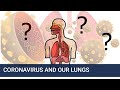 How does Coronavirus affect our lungs?