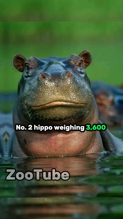 top-5-largest-land-animals-youtube