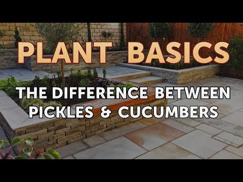 The Difference Between Pickles & Cucumbers