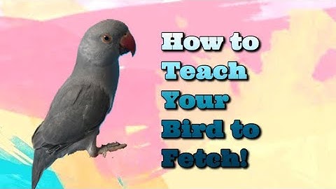How to teach your bird to play fetch!