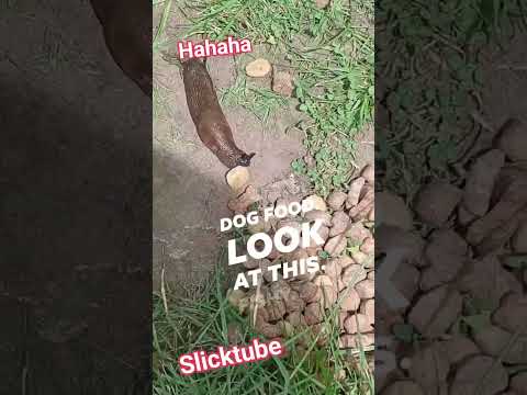 SUPER SLUG Dogfood John Slicktube