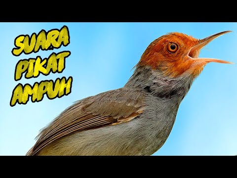 1 JAM TANPA IKLAN !!! Masteran Prenjak Kepala Merah Gacor Dor COCOK untuk PIKAT / PANCINGAN AMPUH !!