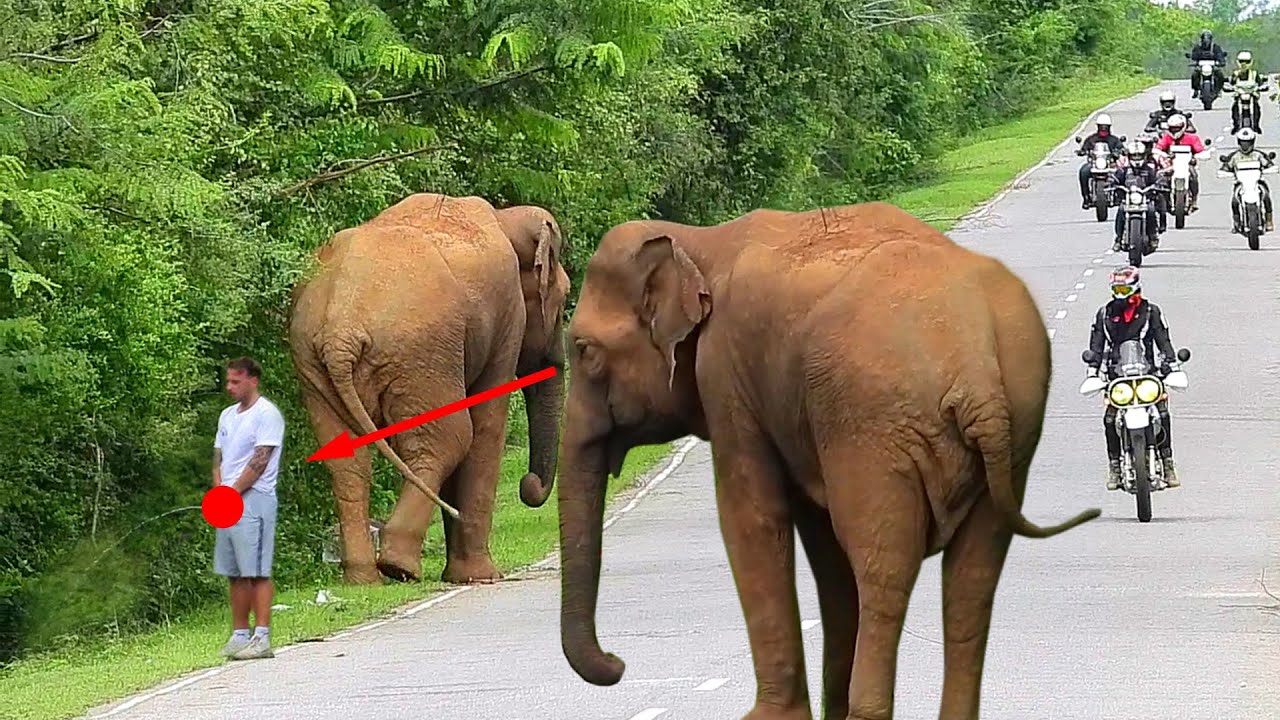 "Strange Behavior of Fierce Elephants | Unexpected Wild Elephants Encounters"