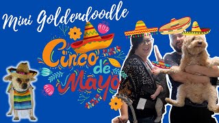 Dog Friendly bar and restaurant dog Vlog with Mini Goldendoodle Cinco De Mayo Dallas Fort Worth by Jennifer Volek 347 views 1 year ago 29 minutes