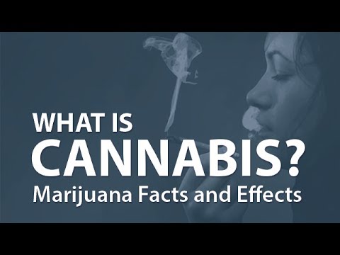 What is Cannabis? Marijuana Facts and Effects