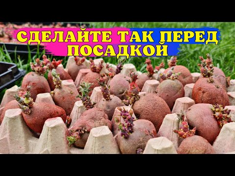Урожай БУДЕТ ОГРОМНЫМ!