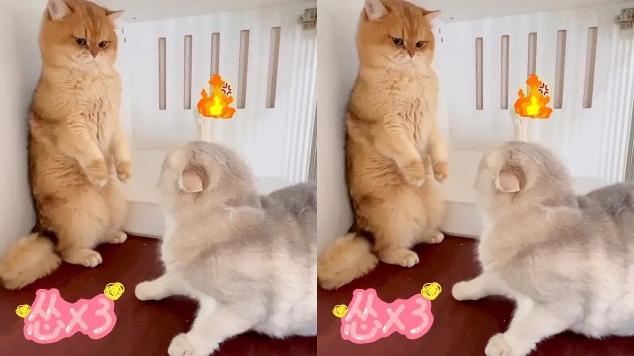 平时屌上天的劲头去哪里了？#心思全写在脸上的猫 #金渐层 #萌宠出道计划 #记录猫咪日常 #猫咪的迷惑行为