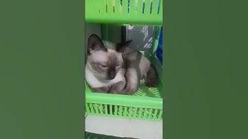 Thumbnail of Cemong #music #song #boncu #catlover