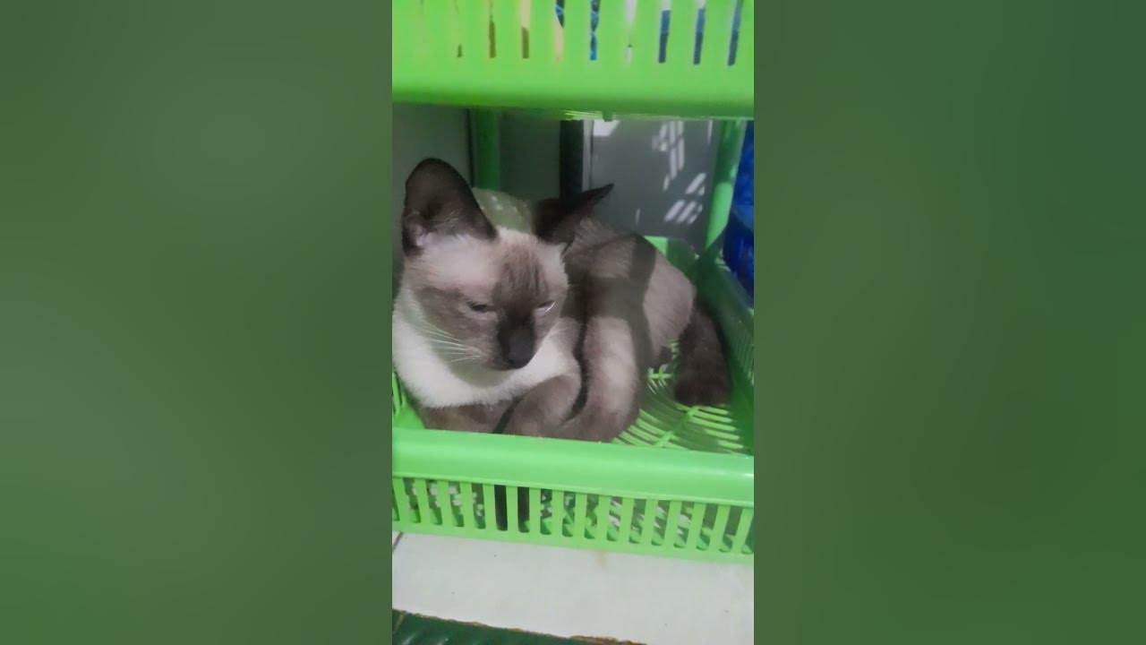 Cemong #music #song #boncu #catlover
