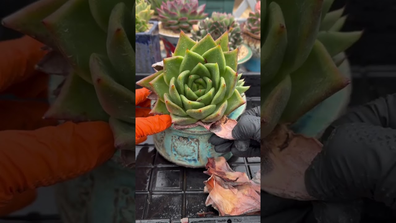 High Value Succulent Care System 🌵 Build a Profitable, Beautiful Indoor Garden