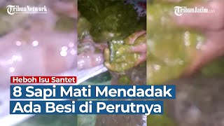 Heboh Isu Santet di Tulungagung, 8 Sapi dan 1 Kambing Mati Mendadak, Ada Potongan Besi di Perutnya