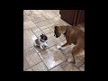 Bella the Boxer with her new friend “Little man” French bulldog