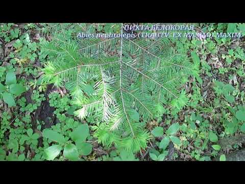 Деревья, кустарники и лианы Южного Приморья (пособие по дендрологии) Деревья, кустарники и лианы Южного Приморья (пособие по дендрологии)