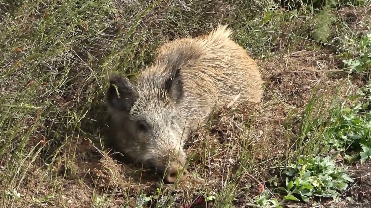 Un sanglier au soleil