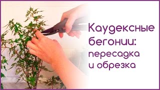 Каудексные бегонии: пересадка и обрезка