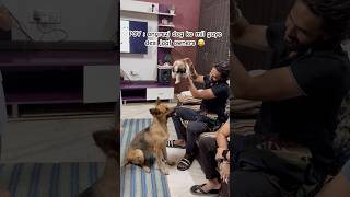 Jaat dog lover #dog #youtubeshorts #shortvideo #trendingshorts #dogshorts #haryana #jaat #doglove