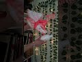 I'm back :P // #dragonpuppets  #paperdragon #peperdragon