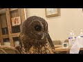 ふくろうママのフクロウライブ