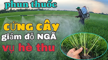 phun thuốc giai đoạn giúp lúa CỨNG CÂY,GIẢM ĐỖ NGÃ,VỤ HÈ THU #123 l thanhdotv