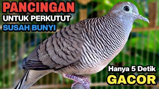 Perkutut Lokal Gacor Suara Besar Pancingan Burung Perkutut Agar Cepat Bunyi.