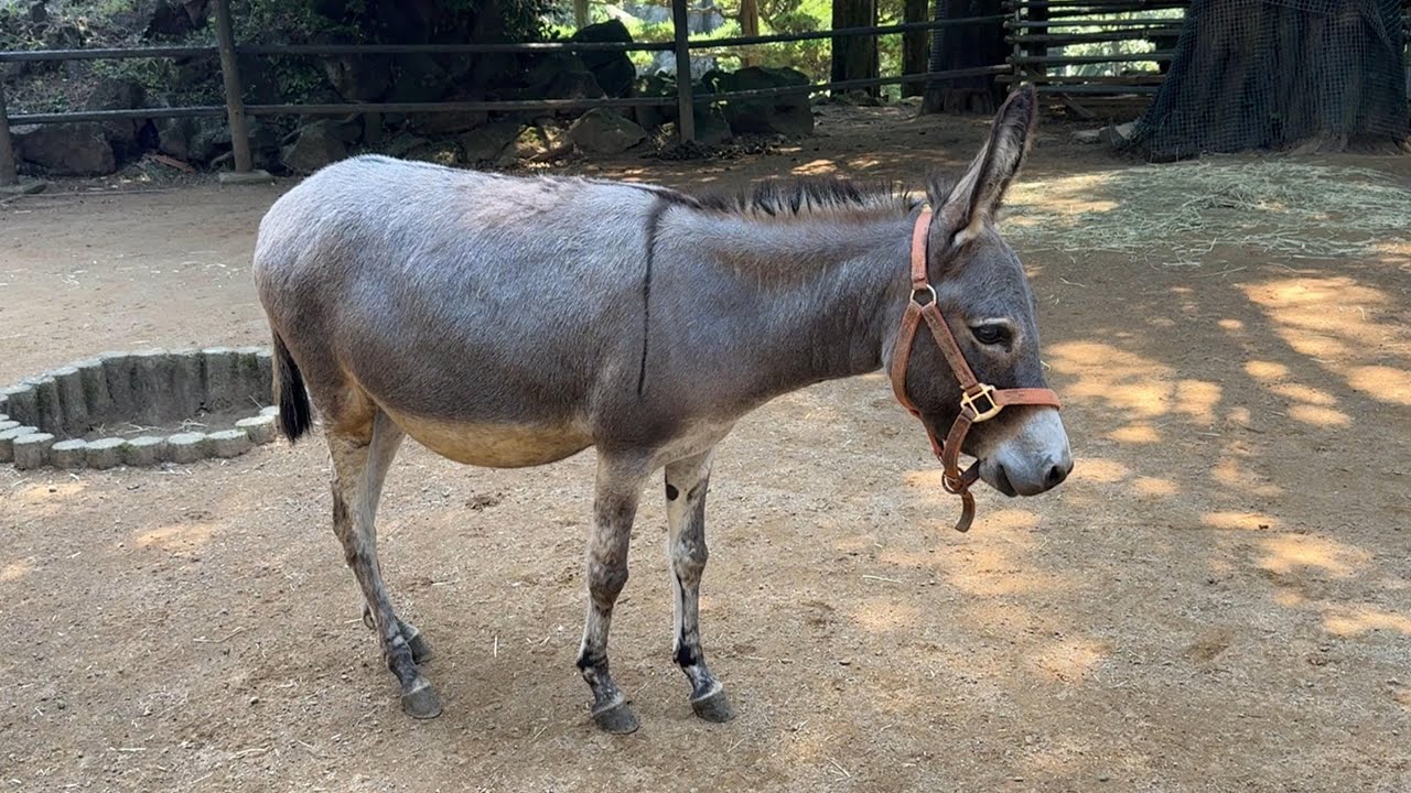 番外編 ロバの様子をお届け【伊豆シャボテン動物公園】 - YouTube