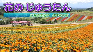 北の大地彩る虹色ストライプ　美瑛町「四季彩の丘」