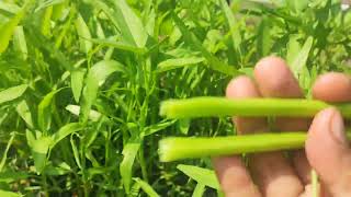 Download Lagu KANGKUNG ATAS BATAS MP3