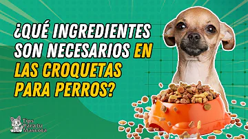 ¿Cuáles deben ser los 4 primeros ingredientes del pienso para perros?