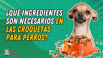 ¿Qué no debe ser el primer ingrediente de la comida para perros?