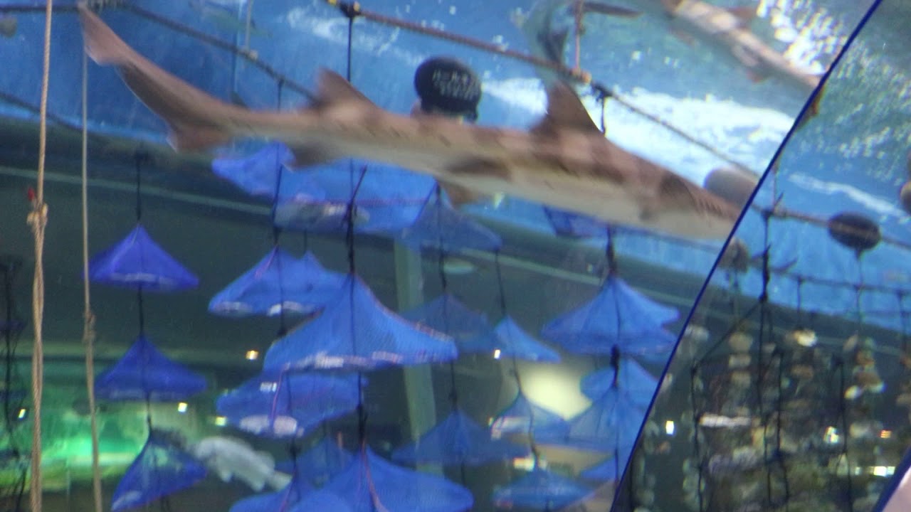青森県営浅虫水族館 トンネル水槽 ホタテ ホヤ養殖 Lib Youtube