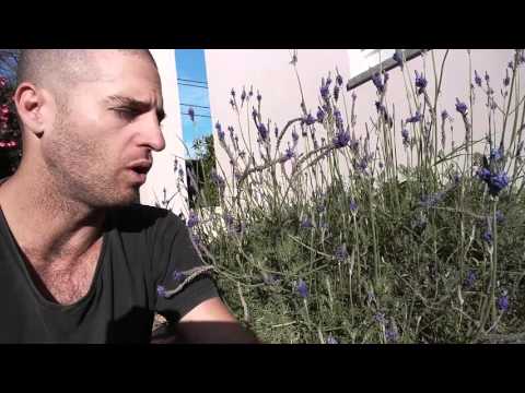 לבנדר בגינה