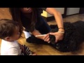 How to brush your dogs teeth