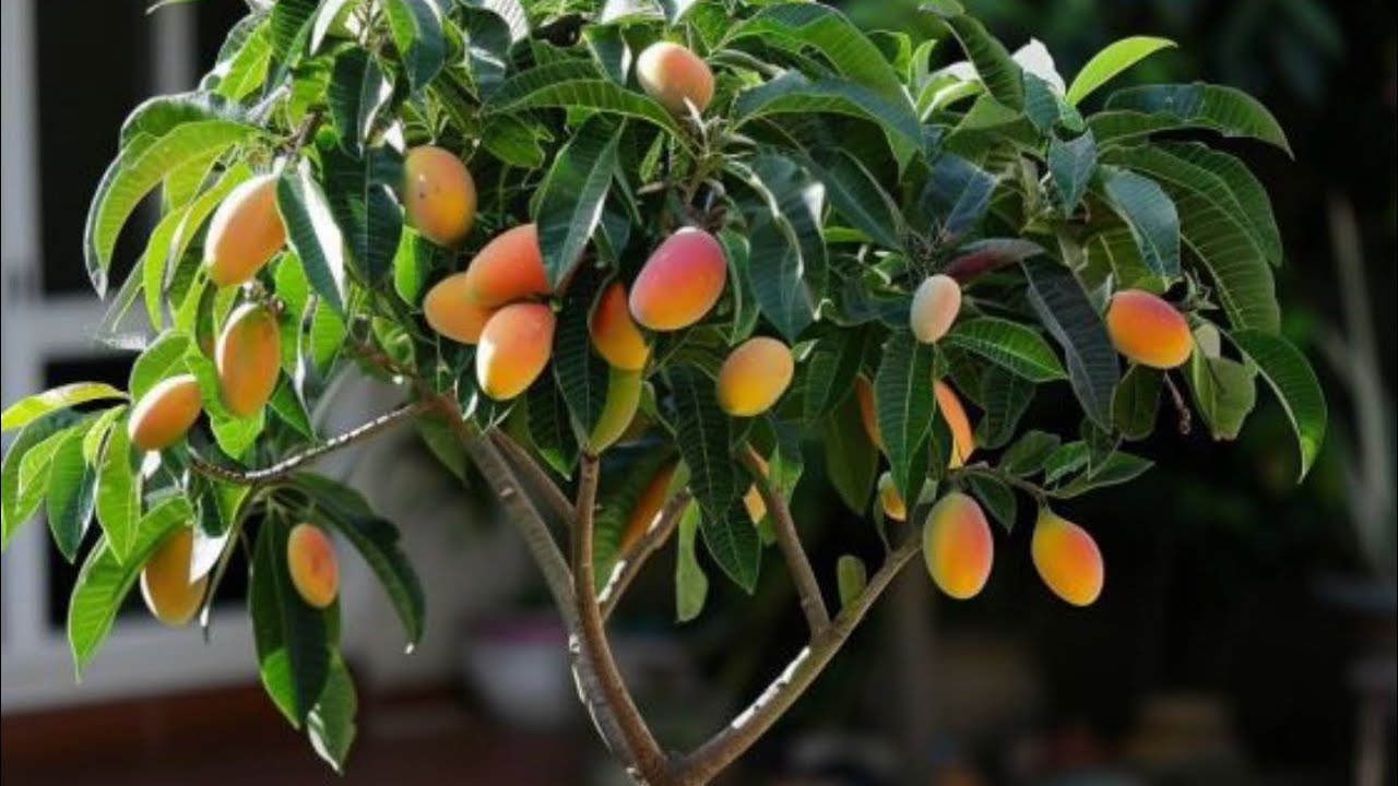 Thai Mango Plant – Grow Sweet Tropical Mangoes at Home