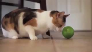 Destination Calabria Cats [Found in WEBM Thread]