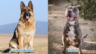 German Shepherd vs Pitbull | Dog Comparison by Pet Room 187 views 1 year ago 5 minutes, 15 seconds