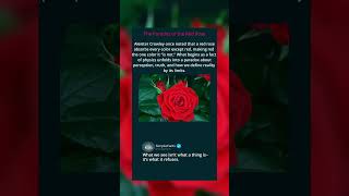 The Paradox Of The Red Rose