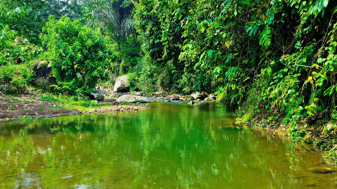 Timeless Whisper Sound of Calming River:  Restful Stream Amidst Quiet Verdant Wilderness