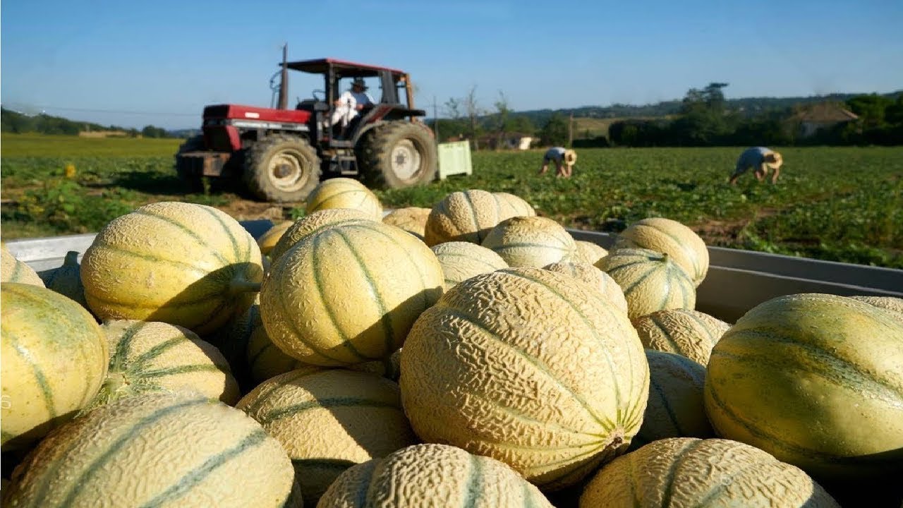 Awesome Agriculture Technology - Europe Melon Farming and Harvest