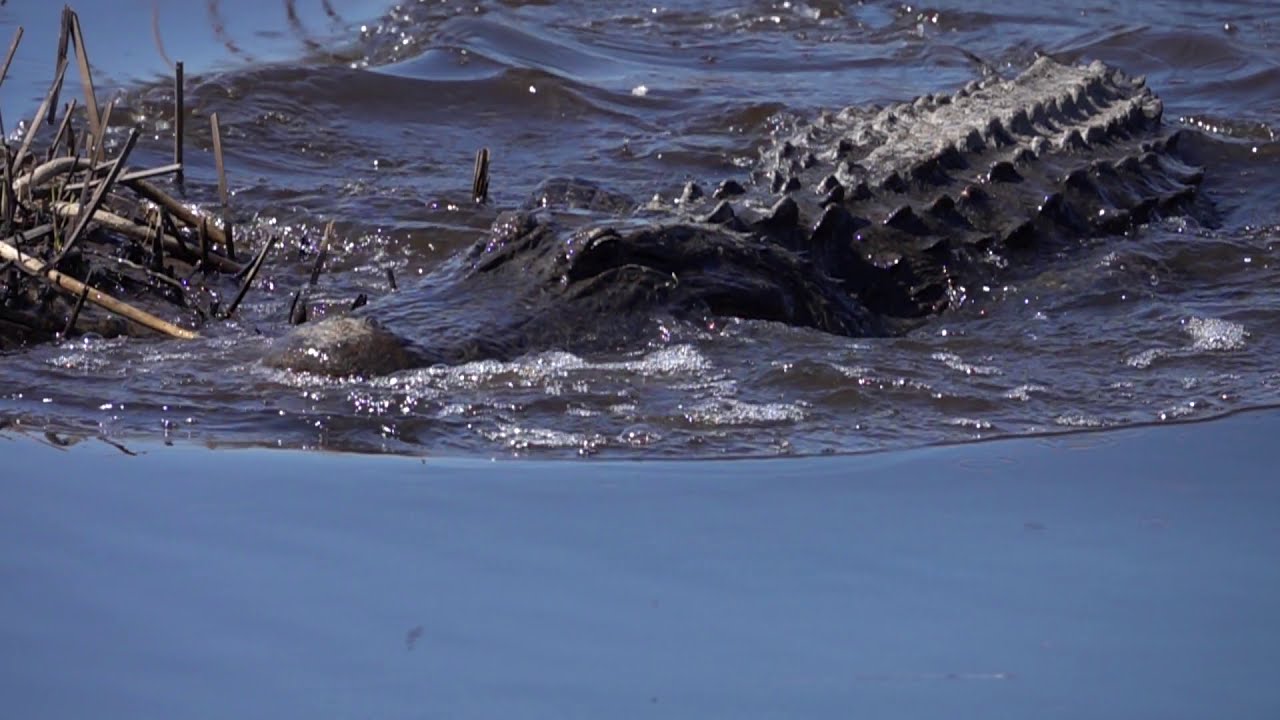 Alligators in Slow Motion at the Santee Coastal Reserve